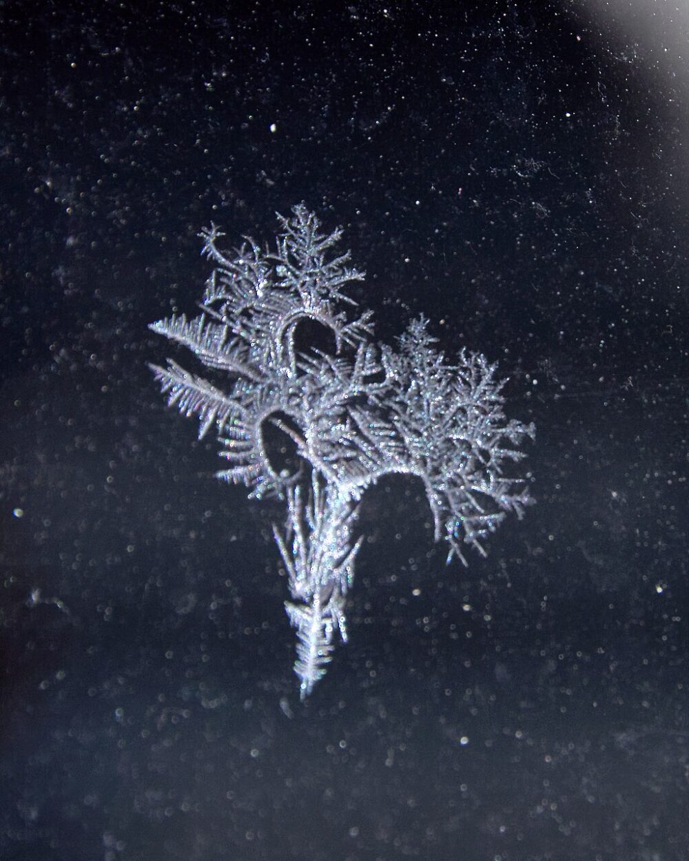 2018030301 frost patterns - Eisblume Schaufenster Rathen 2018